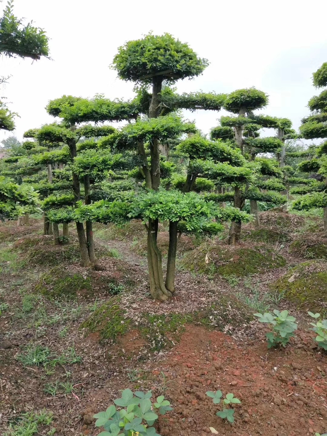 造型榆树