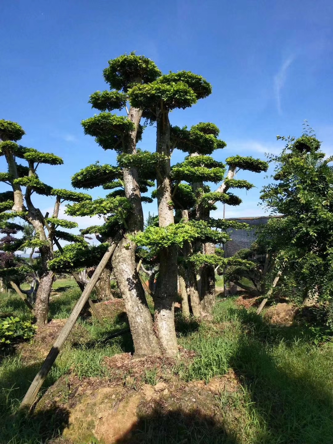 造型榆树