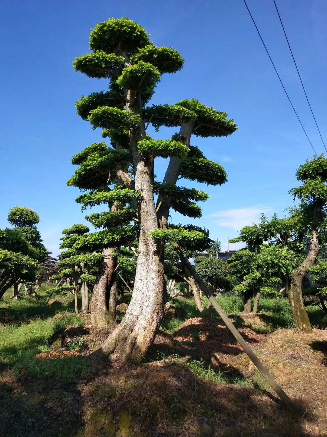 造型榆树