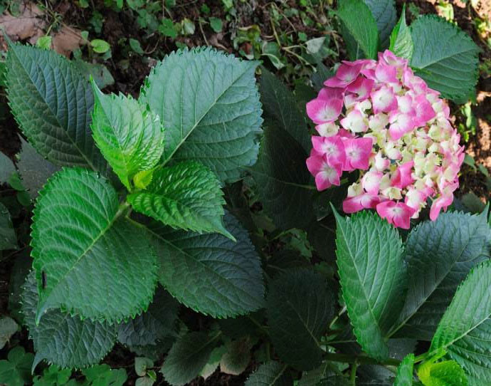 八仙花的种植密度多远一棵？