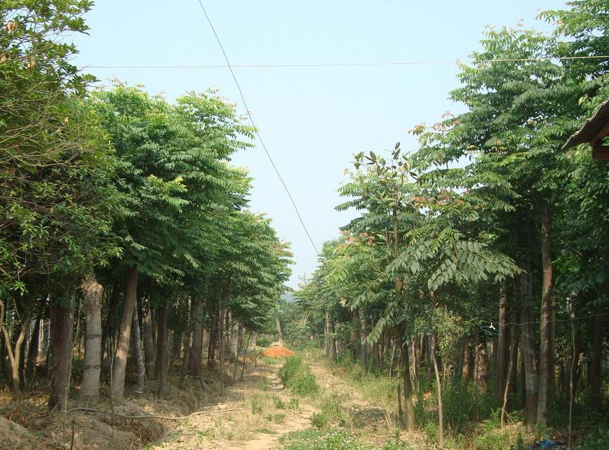 黄山栾树